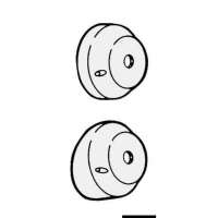 Sistema di guida rotativo T 72